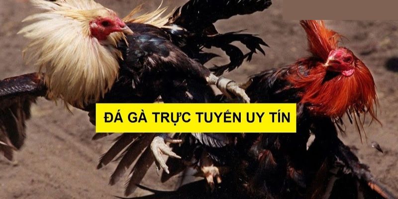 Tiêu chí đánh giá các trang đá gà mạng uy tín